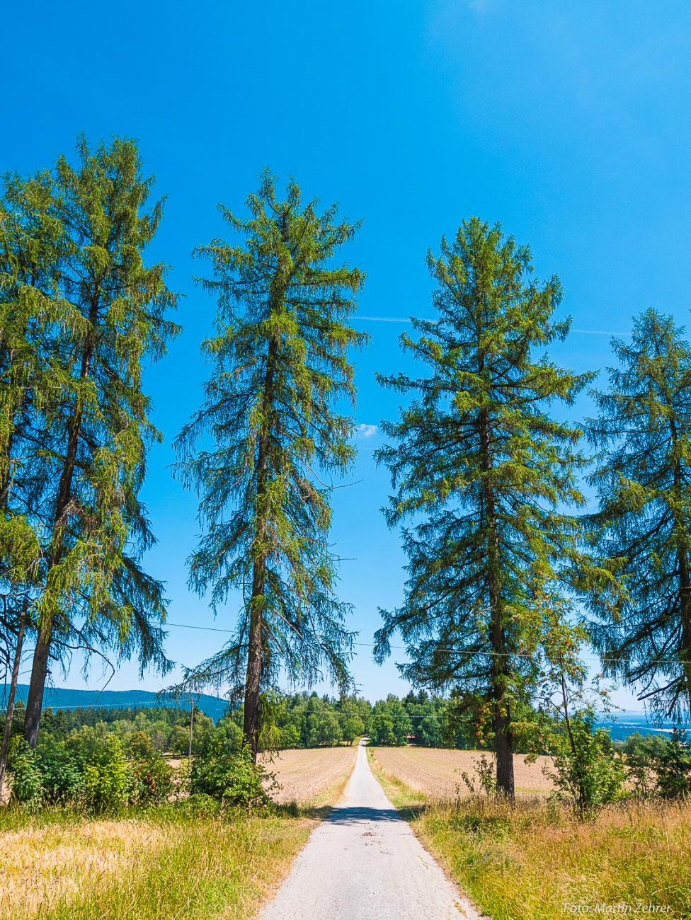 Foto: Martin Zehrer - Majestätisch - Gesehen im Wald zwischen Zwergau und Godas. 