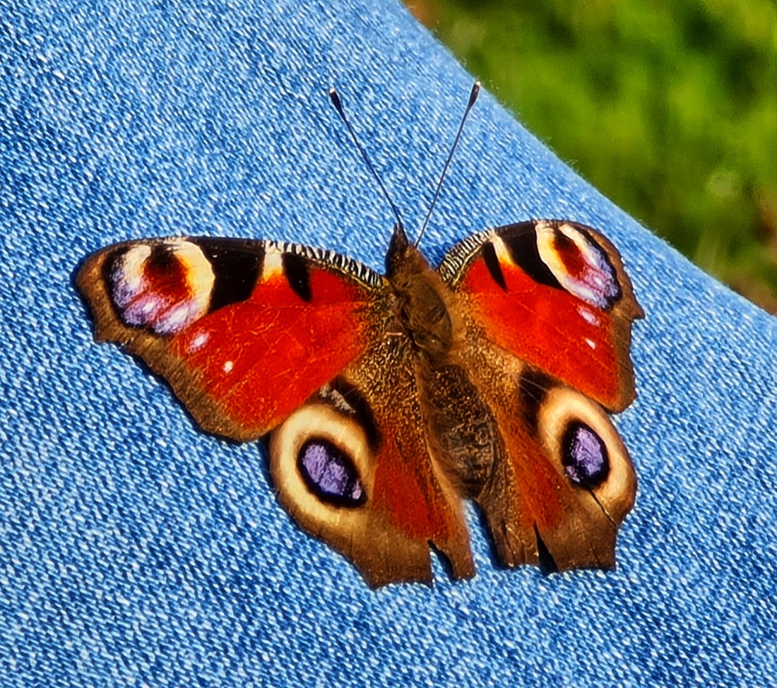 Foto: Martin Zehrer - Ein wunderschönes Tagpfauenauge 