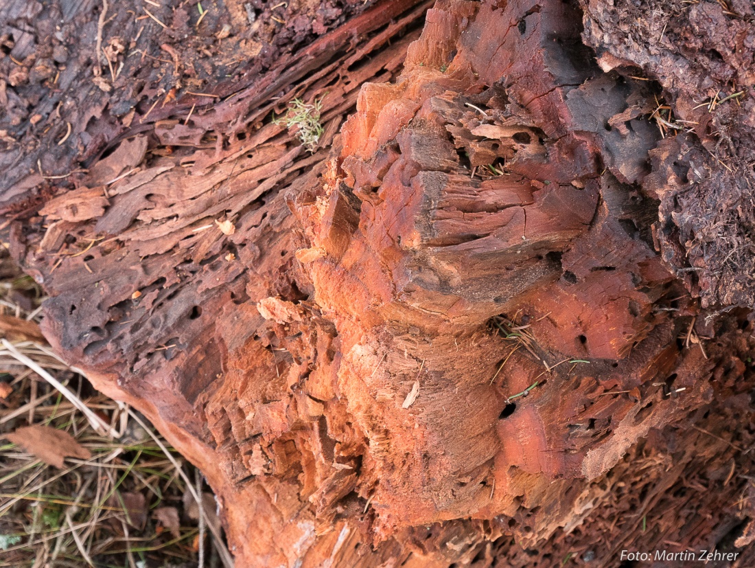 Foto: Martin Zehrer - Ein Baum ist entwurzelt und umgefallen. Vermutlich waren die starken Winder der letzten Tage das Tüpfelchen auf dem i, das den Baum zum Umbruch trieb... Die Wurzel war lä 