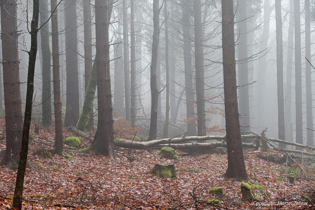 Foto: Martin Zehrer - Was für ein Nebelwald - Aufstieg zur Kösseine am 20. Dezember 2015... 