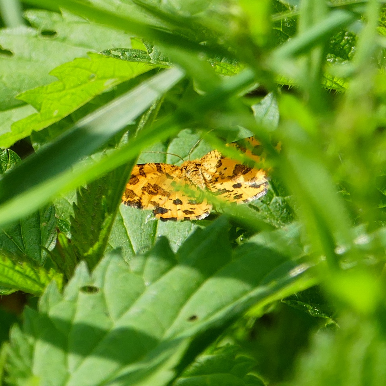 Foto: Martin Zehrer - Ein Schmetterling versteckt in der Waldwiese. 