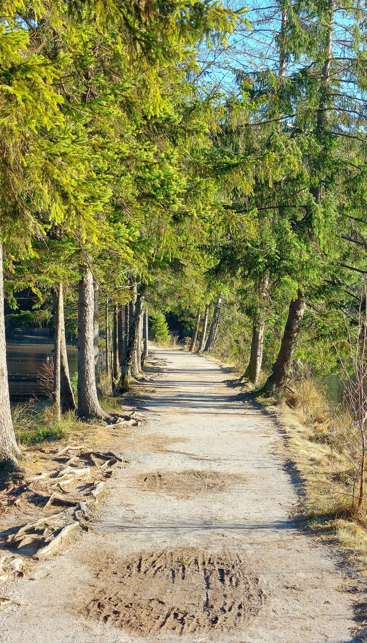 Foto: Martin Zehrer - Wunderschöne Wanderwege um den Fichtelsee!  