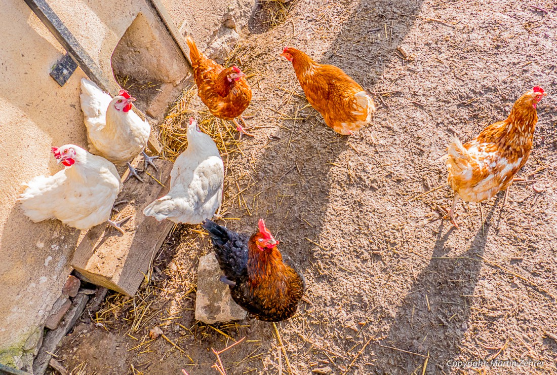 Foto: Martin Zehrer - Wir machen die Eier, nicht der Osterhase! 