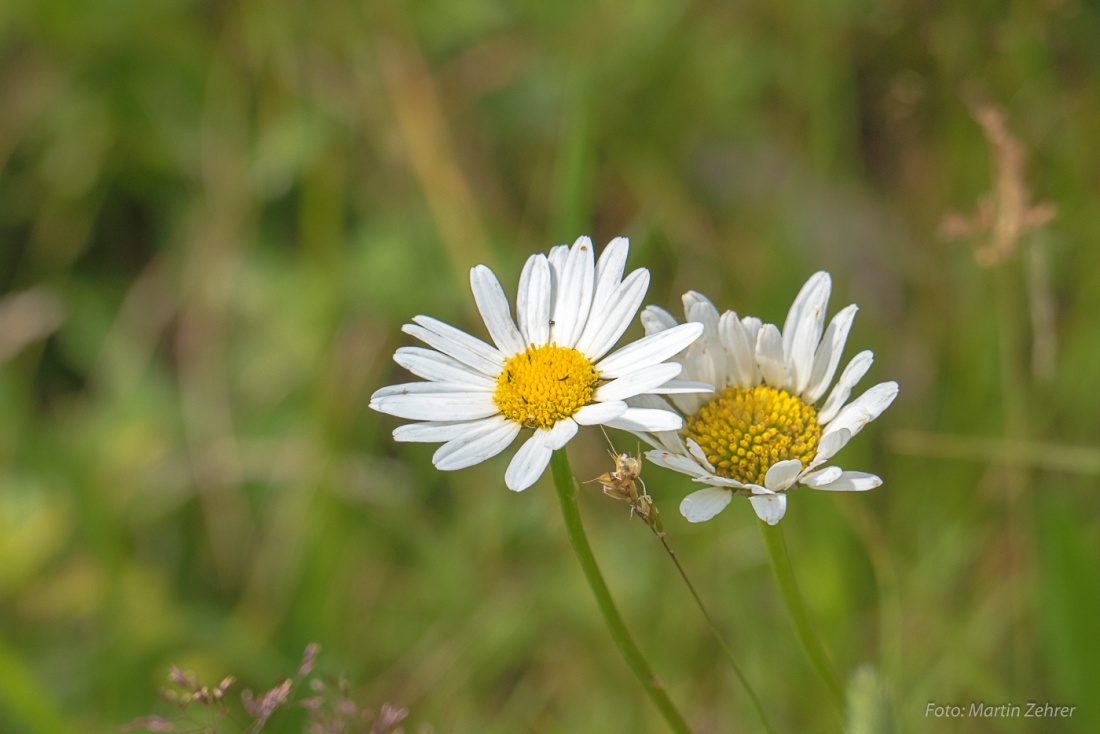 Foto: Martin Zehrer - Blumenwelt auf dem Armesberg - Wer kennt sie noch? 