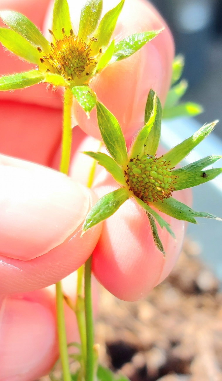 Foto: Martin Zehrer - Erdbeeren:-) 