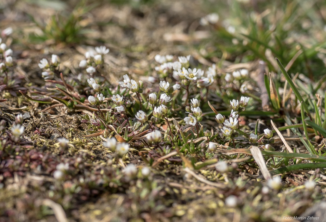 Foto: Martin Zehrer - Wenn auf dem Armes schon die Blumen wachsen, dann ist Frühling... ;-)<br />
<br />
Samstag, 23. März 2019 - Entdecke den Armesberg!<br />
<br />
Das Wetter war einmalig. Angenehme Wärme, str 