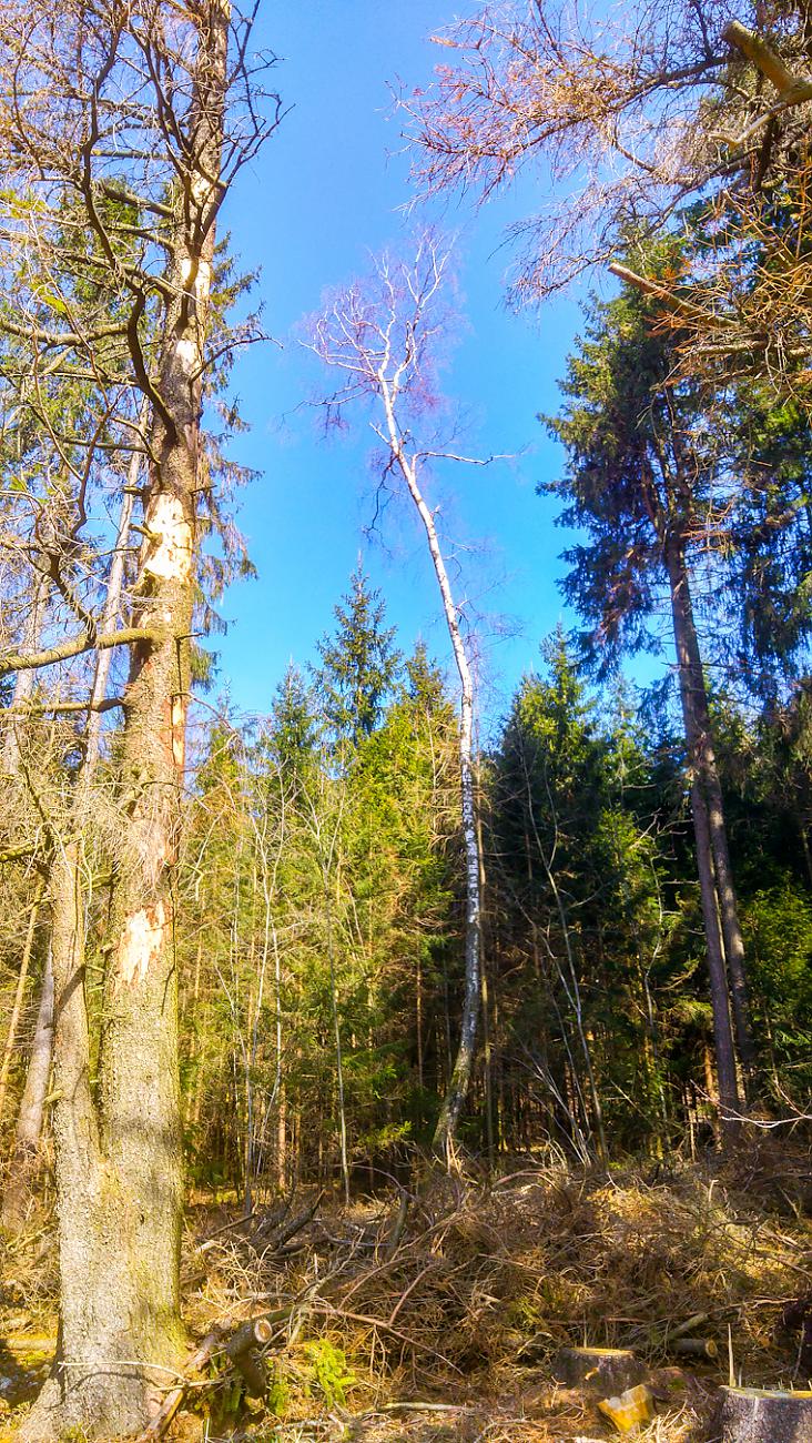 Foto: Martin Zehrer - 27.3.2020 - Oben, am Armesberg...<br />
<br />
Eine Birke ganz allein im Wald...<br />
<br />
Wegen der Ausgangsbeschränkung nur alleine unterwegs... 