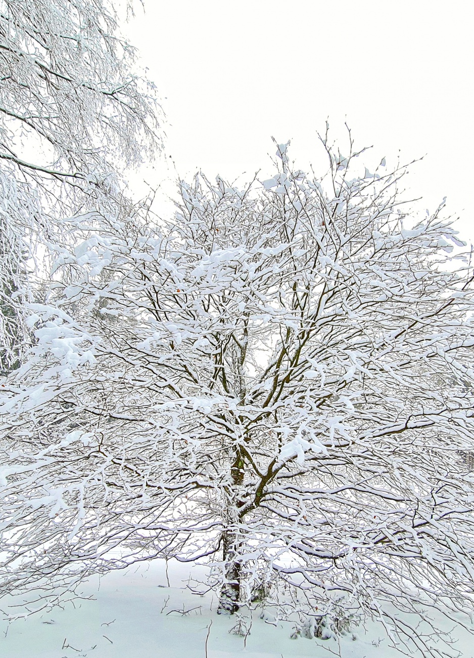 Foto: Jennifer Müller - Es hat wieder geschneit :-)<br />
Nichts wie raus in die wunderschöne Natur!<br />
Heut gehts rauf zur Burgruine Weißenstein. Auf krachendem Schnee durch den Winter-Weihnachts-Wald 