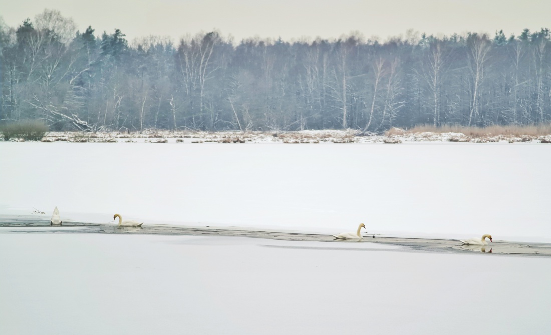 Foto: Jennifer Müller - Heute entdeckten wir am Rußweiher in Eschenbach mehrere Schwanen-Pärchen, die sich am einzigen eisfreien Fleckchen des Sees tummelten. 