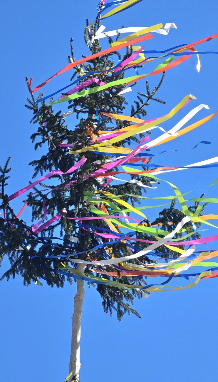 Godaser Maibaum 2026