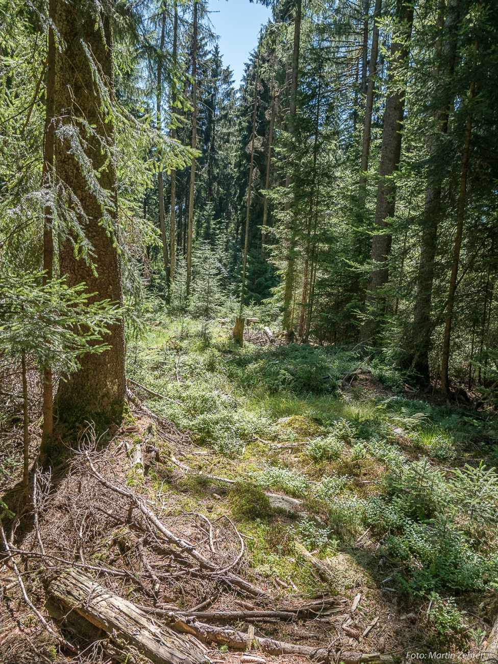 Foto: Martin Zehrer - Radtour von Kemnath nach Waldershof, quer durch den Kösseine-Wald...<br />
<br />
Obs da weiter geht?! - Quer durch den Kösseine-Wald... 