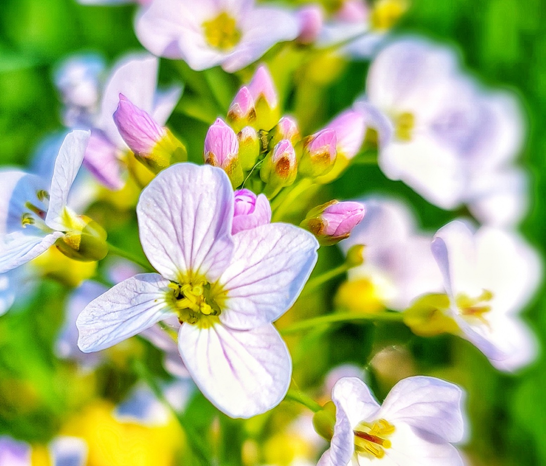 Kemnath blüht!
Ein strahlender Frühlingstag lädt ein zum Spaziergang rund um Kemnath. 