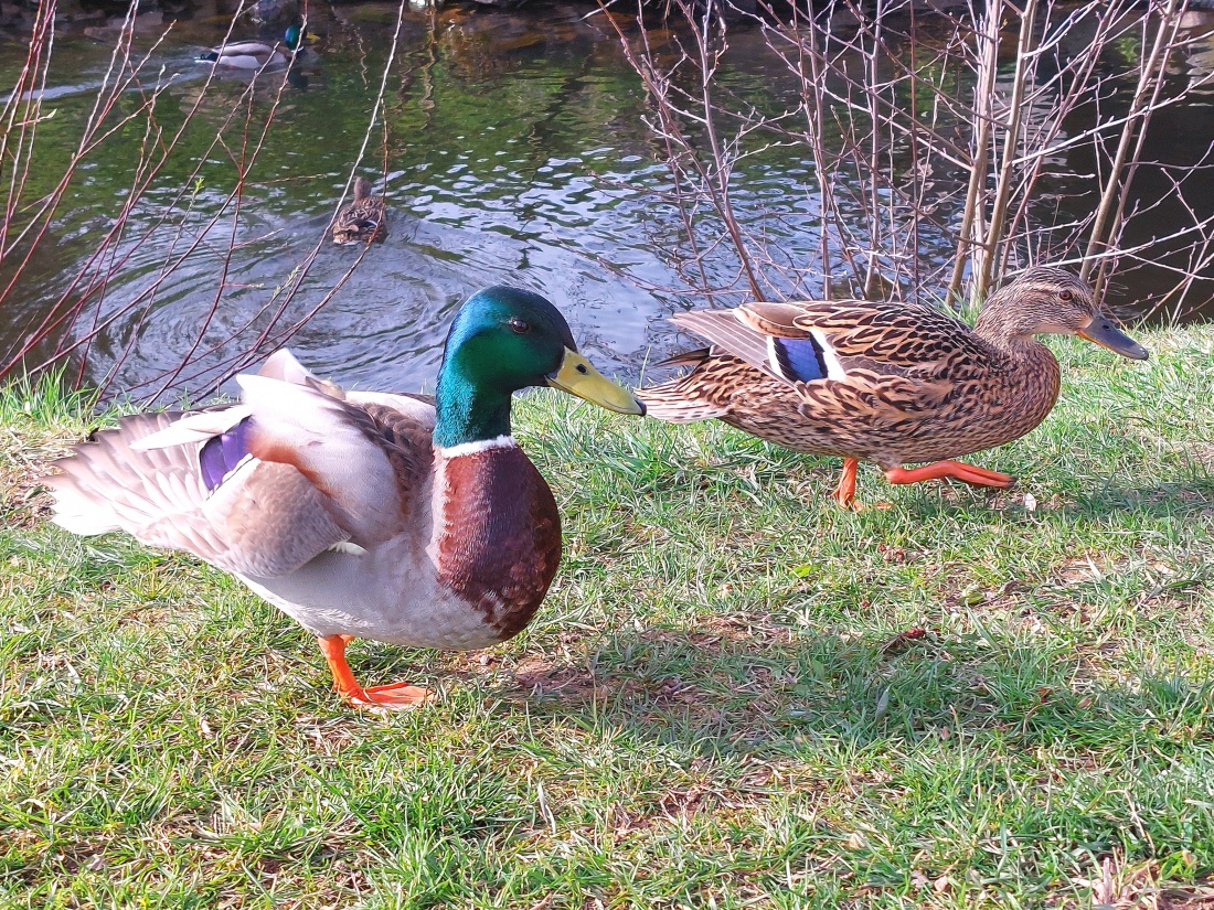 Foto: Martin Zehrer - Enten in Kemnath  