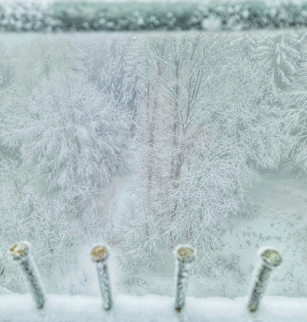 Foto: Jennifer Müller - Es hat wieder geschneit :-)<br />
Nichts wie raus in die wunderschöne Natur!<br />
Heut gehts rauf zur Burgruine Weißenstein. Auf krachendem Schnee durch den Winter-Weihnachts-Wald 