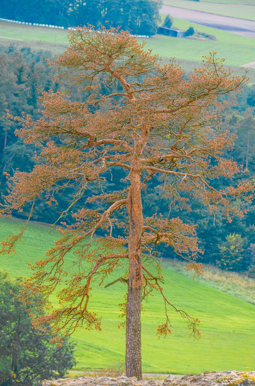 Foto: Martin Zehrer - Ein einzelner Baum steht oben an den Ruinen auf dem Schlossberg bei Waldeck. 