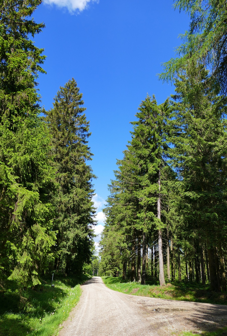 Foto: Martin Zehrer - Ende Mai 2022... durch den himmlischen Wald... 