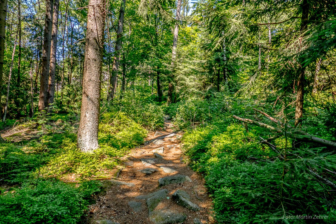 Foto: Martin Zehrer - Hier kann man wandern. Viele kleine, beschilderte Wege führen Durch den Steinwald. Der Geruch von Harz, Waldboden, Holz und anderen Pflanzen ist traumhaft. 