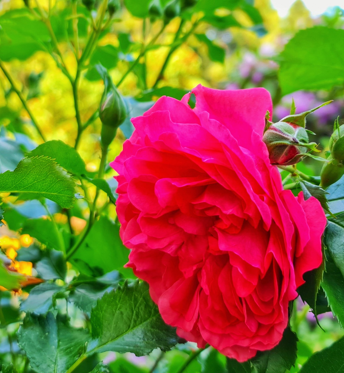 Foto: Jennifer Müller - Das neusorger Rosen-Paradies. 