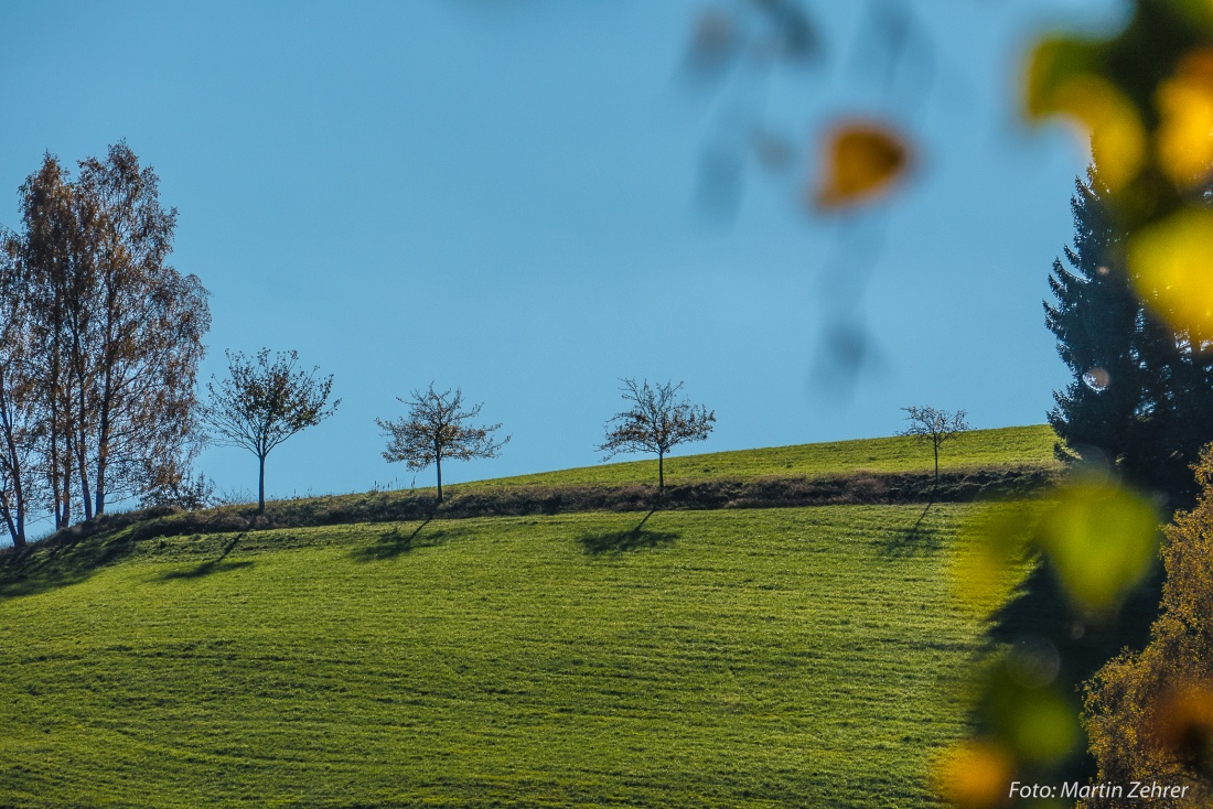 Foto: Martin Zehrer - Schatten-Bäumchen im Herbst... 