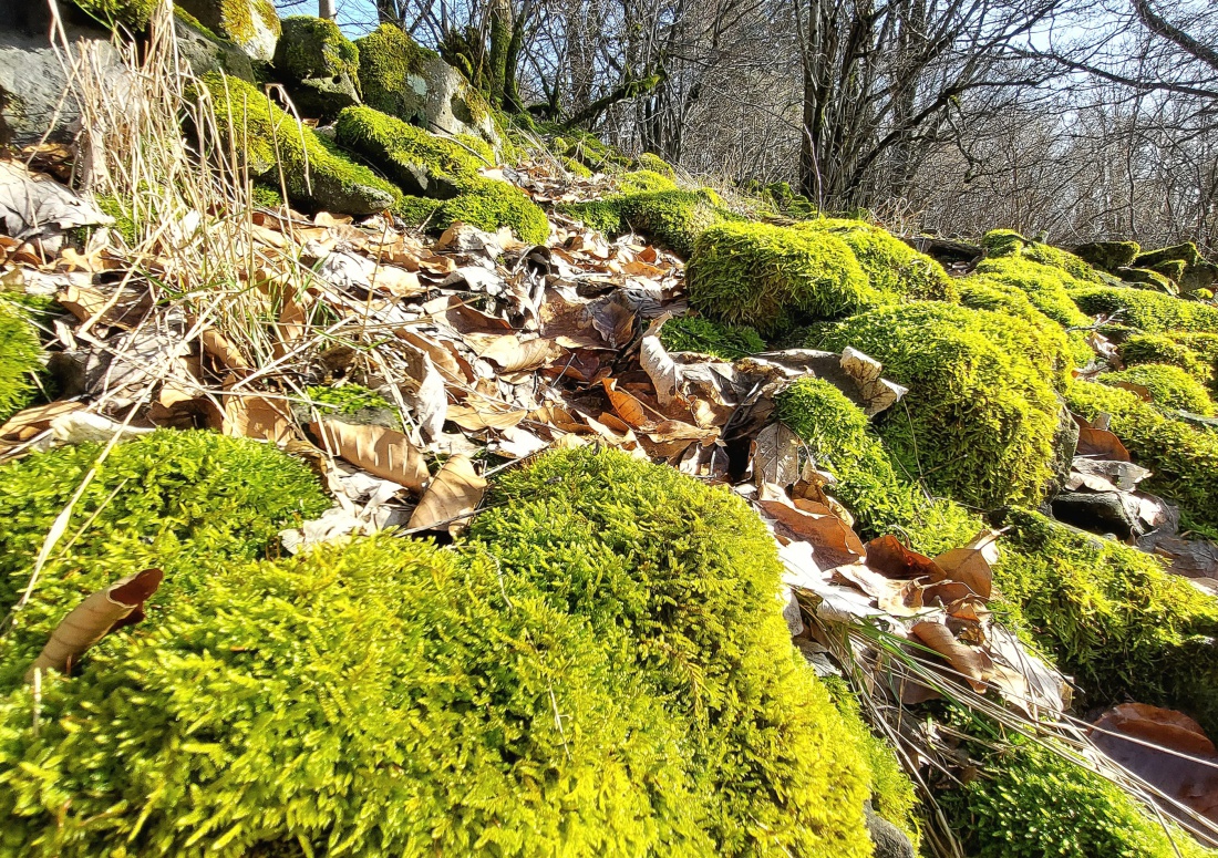 Moos auf dem Armesberg...