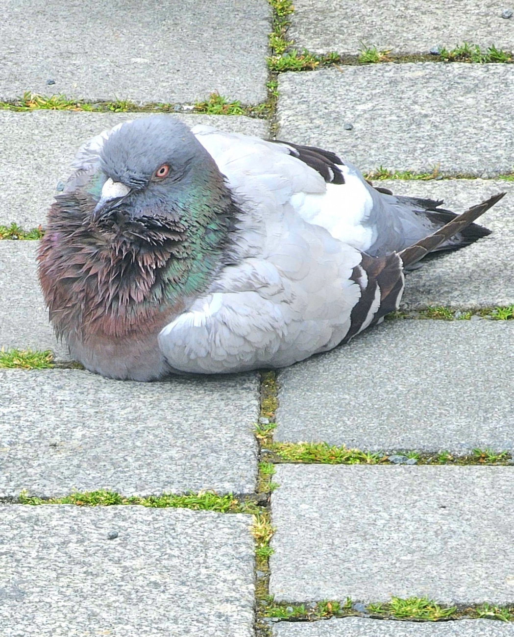 Diese Taube ruhte in der bayreuther Fußgängerzone...