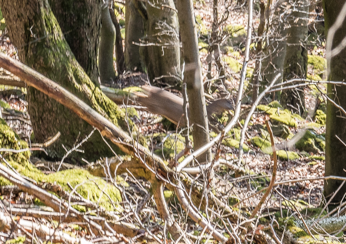 Foto: Martin Zehrer - Suchbild... es bewegt sich was... ;-)<br />
<br />
Samstag, 23. März 2019 - Entdecke den Armesberg!<br />
<br />
Das Wetter war einmalig. Angenehme Wärme, strahlende Sonne, die Feldlerchen f 