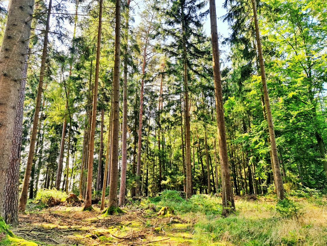 Foto: Jennifer Müller - Mittagspause im Wald... 