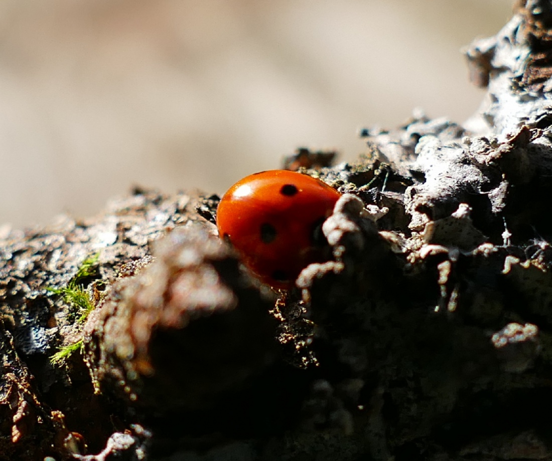 Foto: Martin Zehrer - Unterwegs im Zisslerwald - Marienkäfer in der Frühlings-Sonne :-) 