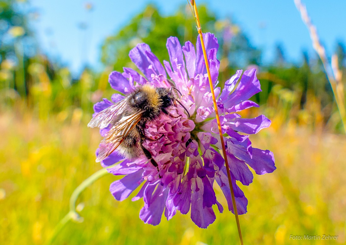 Foto: Martin Zehrer - Eine Hummel beim Brotzeit-Machen. So eine traumhaft Waldwiese mitten im Steinwald. 