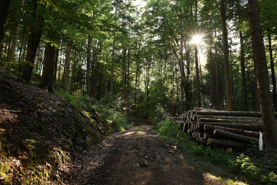 Foto: Joshua Richter - Wandern im Wald 