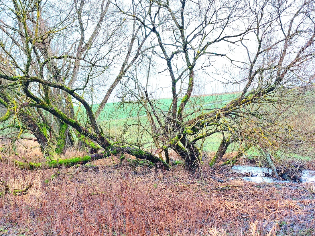 Foto: Martin Zehrer - Auf dem Weg zur Tauritzmühle... urige Natur... 