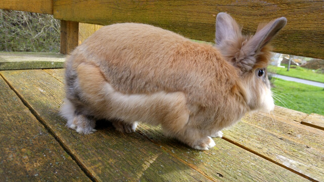 Foto: Martin Zehrer - Hase erkundet die Welt ;-) 