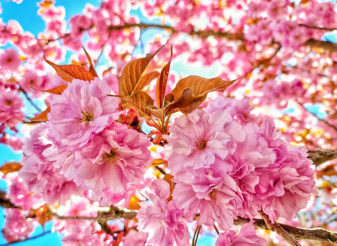 Kemnath blüht!
Ein strahlender Frühlingstag lädt ein zum Spaziergang rund um Kemnath. 