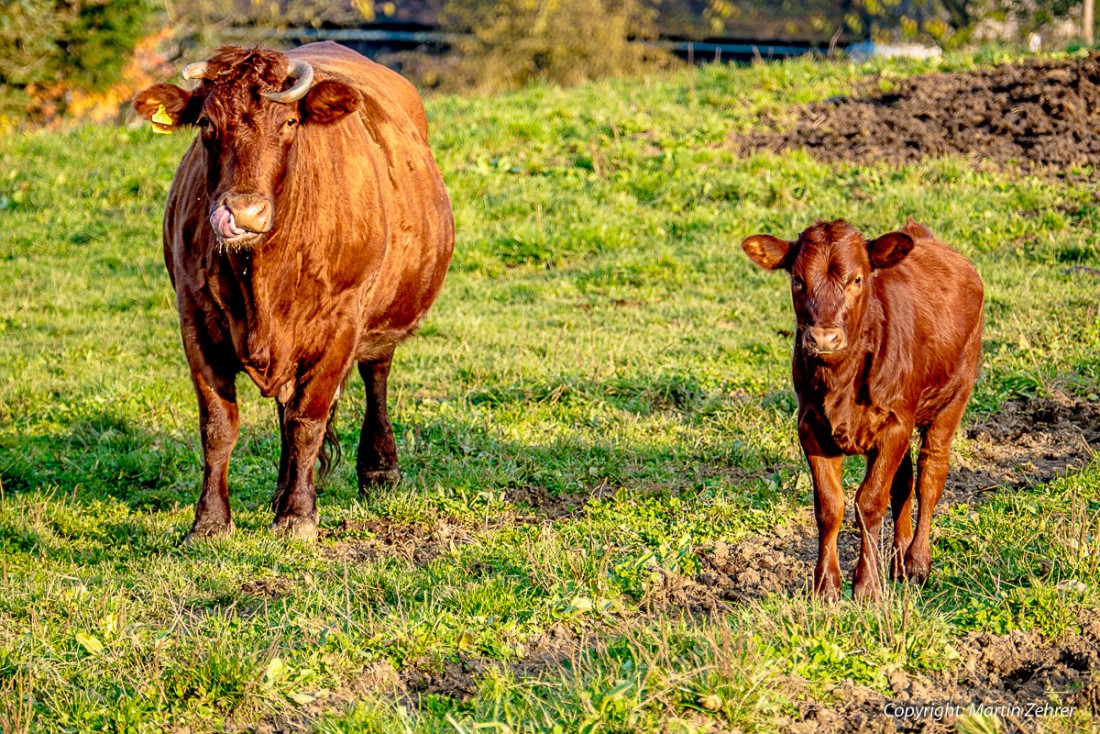 Foto: Martin Zehrer - Rotes Höhenvieh auf der Weide in Hermannsreuth 