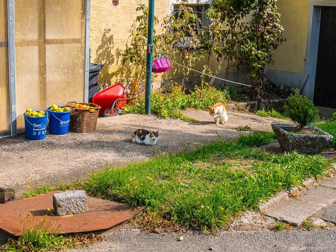 Foto: Martin Zehrer - Dorf-Momente... 