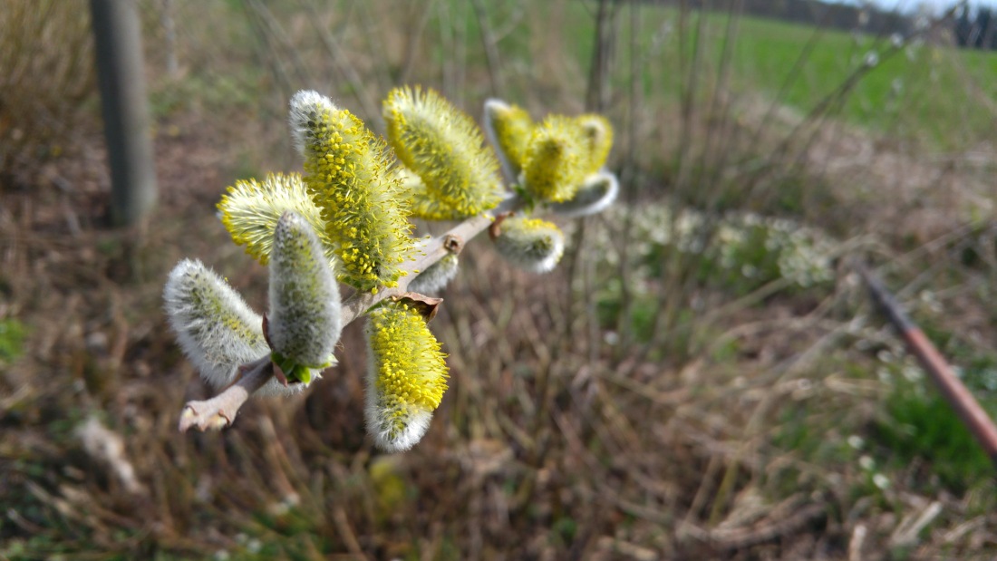 Foto: Martin Zehrer - Der Frühling haut uns mit aller Wucht entgegen...<br />
<br />
Wandern von Kemnath zum Armesberg ins Mesnerhaus... 