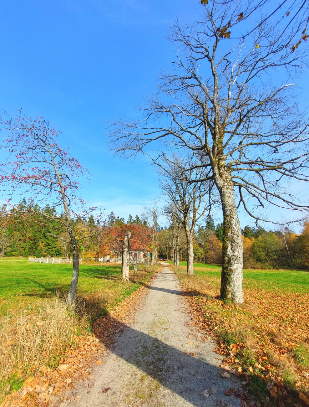 Foto: Martin Zehrer - Diese Allee führt direkt zum Waldhaus im Steinwald.  