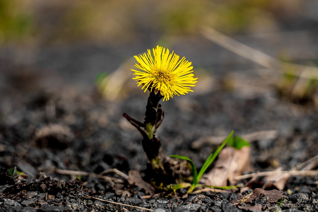 Foto: Martin Zehrer - Frühling auf dem Armesberg. Erste Hummeln fliegen durch die Gegend. Schmetterlinge lassen sich entdecken. Grüne kleine Pflanzen drücken mit aller Kraft durch das Herbstla 