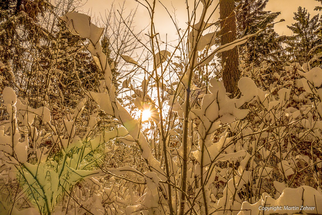 Foto: Martin Zehrer - Sonnenstrahl im Geäst ;-) 