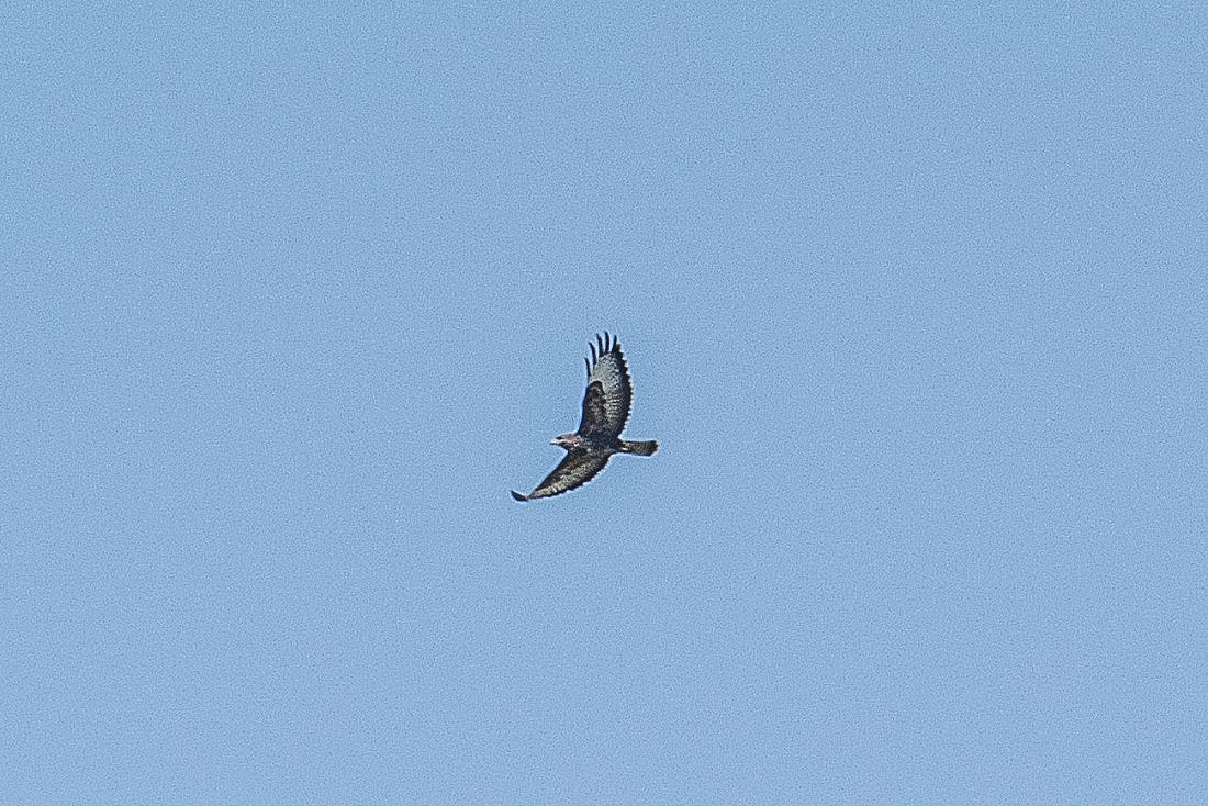 Foto: Martin Zehrer - Frei durch den Frühlings-Himmel ;-) 