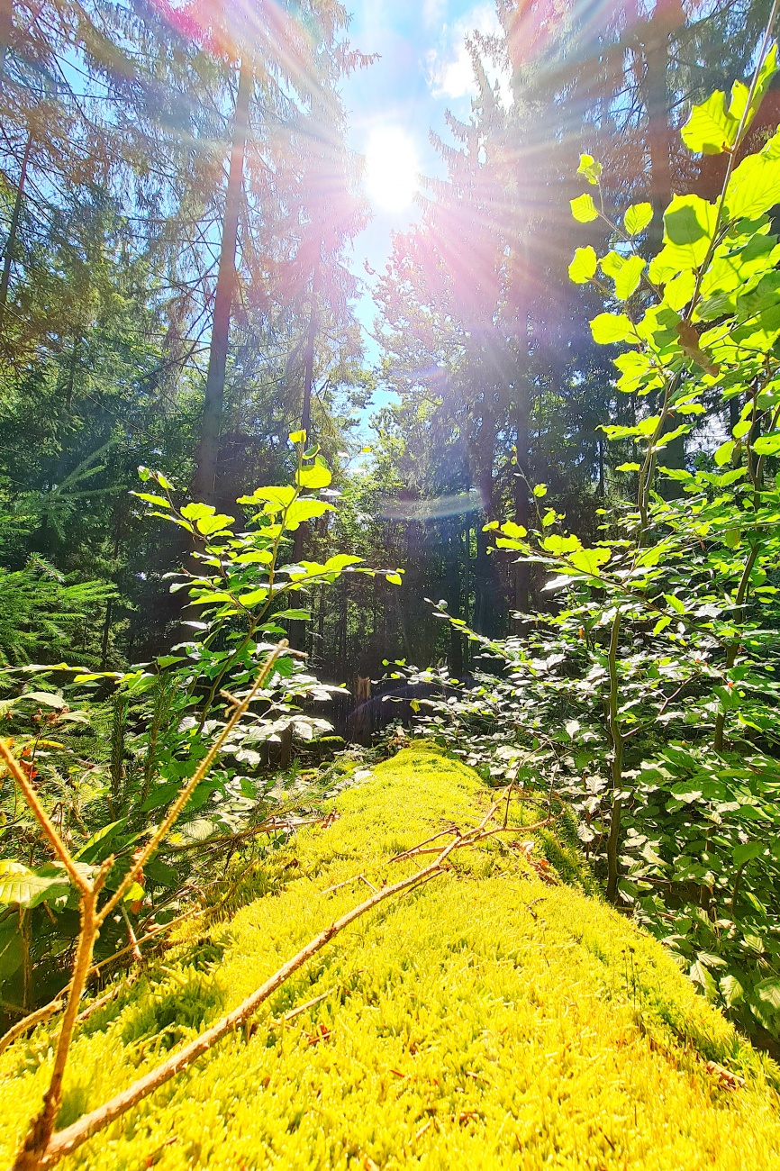 Foto: Jennifer Müller - Tolle Sonnen-Momente im Steinwald...<br />
Von Pfaben aus sind wir heute über das Waldhaus hoch zur Platte. Auf 946 Höhenmetern lädt der 35 Meter hohe Aussichtsturm ein, sich  