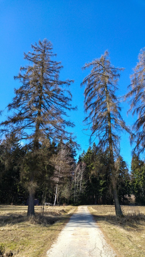 Foto: Martin Zehrer - Hereinspaziert! Wie große Wächter stehen hier die riesigen Bäume am Eingang zum Zissler-Wald zwischen Godas und Zwergau... 