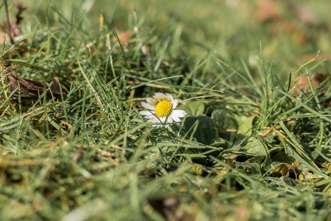 Foto: Martin Zehrer - Schrei nach Sonne... Die ersten Gänseblümchen kriechen unter dem Gras hervor... 30. Januar 2018 in Kemnath. 