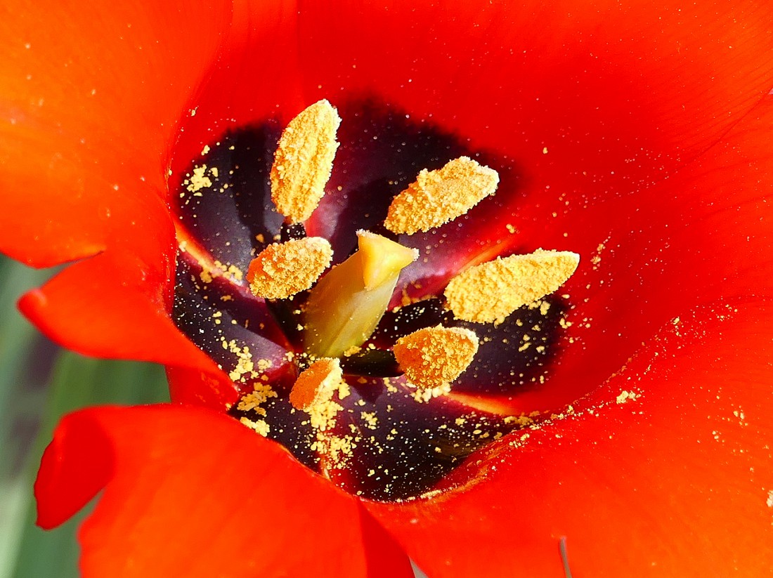 Foto: Martin Zehrer - Blüten im Ökologisch-Botanischen Garten in Bayreuth. Ausspannen in der Frühlingssonne. Die Blätter rauschen im Wind, Vögel zwitschern um die Wette, das Wasser plätschert  