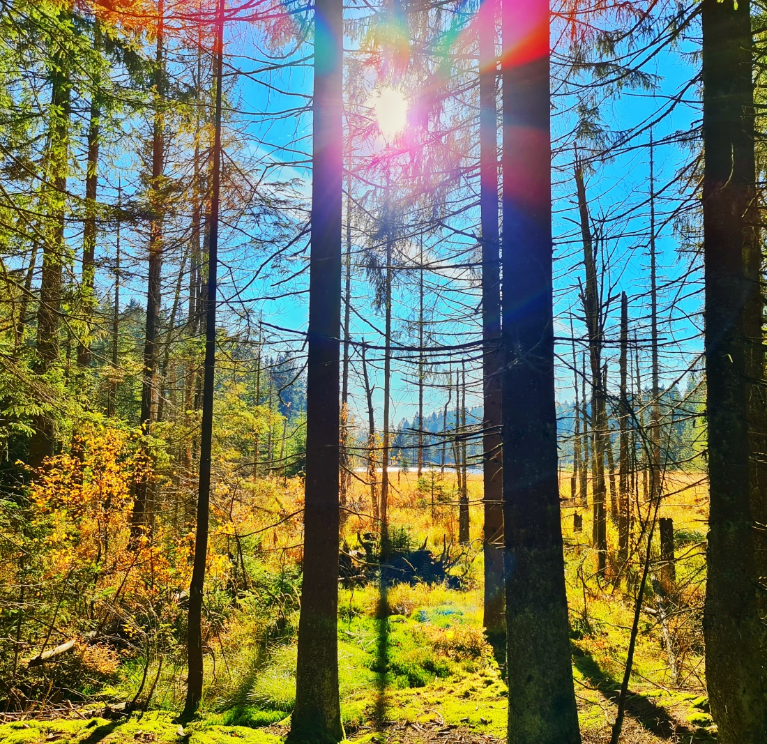 Foto: Jennifer Müller - Zuhause in Kemnath war es heute neblig und trüb. Also nichts wie raus und die Sonne suchen. Gefunden und genossen haben wir sie beim Spaziergang am Fichtelsee. 