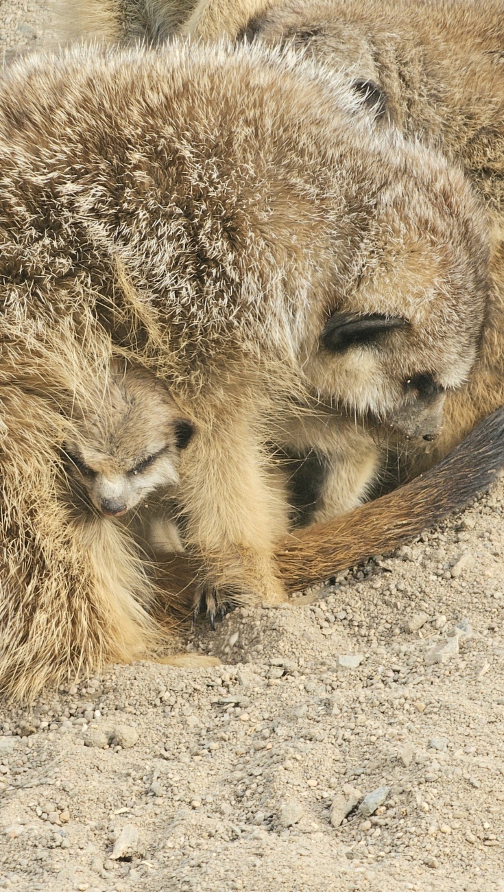 Zusammen kuscheln und genießen... im Zoo, in Hof...