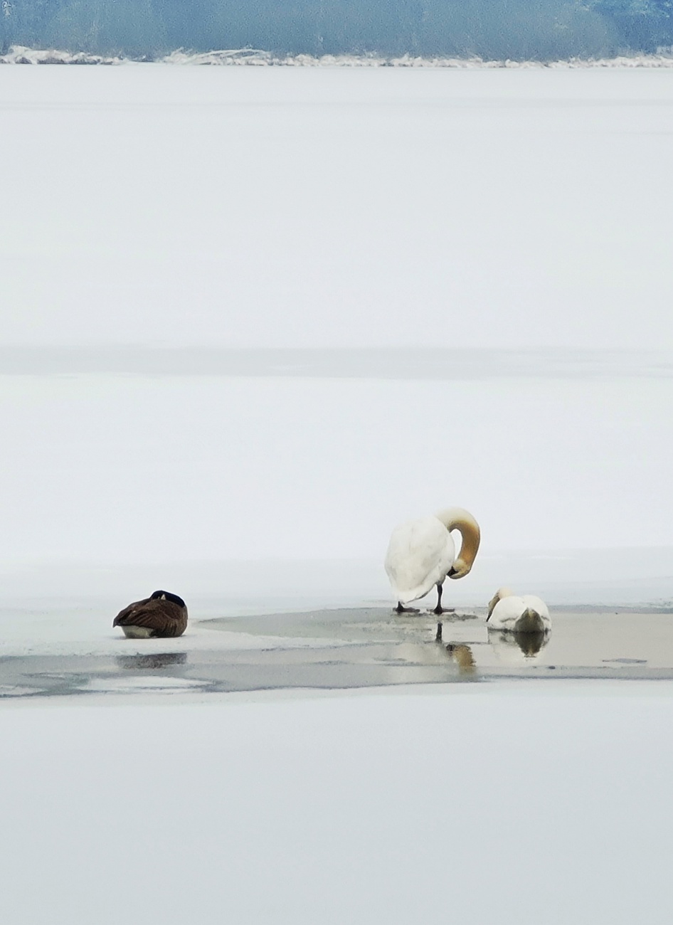 Foto: Jennifer Müller - Heute entdeckten wir am Rußweiher in Eschenbach mehrere Schwanen-Pärchen, die sich am einzigen eisfreien Fleckchen des Sees tummelten. 