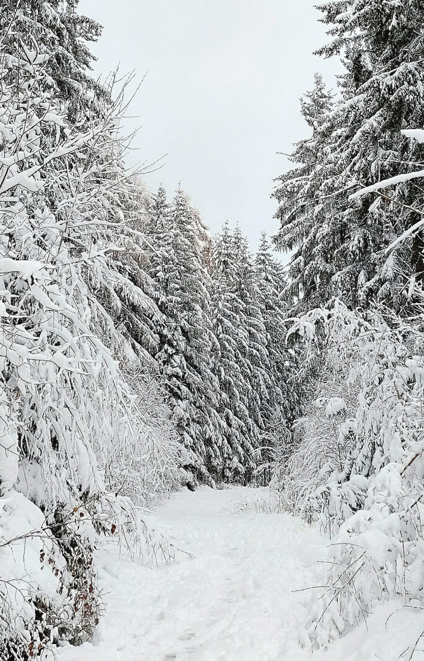 Foto: Martin Zehrer - Schnee-Wald bei Neusorg... der Winter ist jetzt da! 