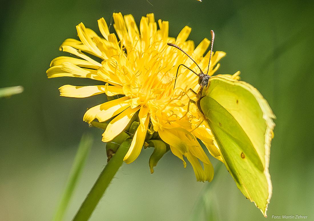 Foto: Martin Zehrer - Gelb zu Gelb... ein Zitronenfalter auf der Suche nach Leckerem... 