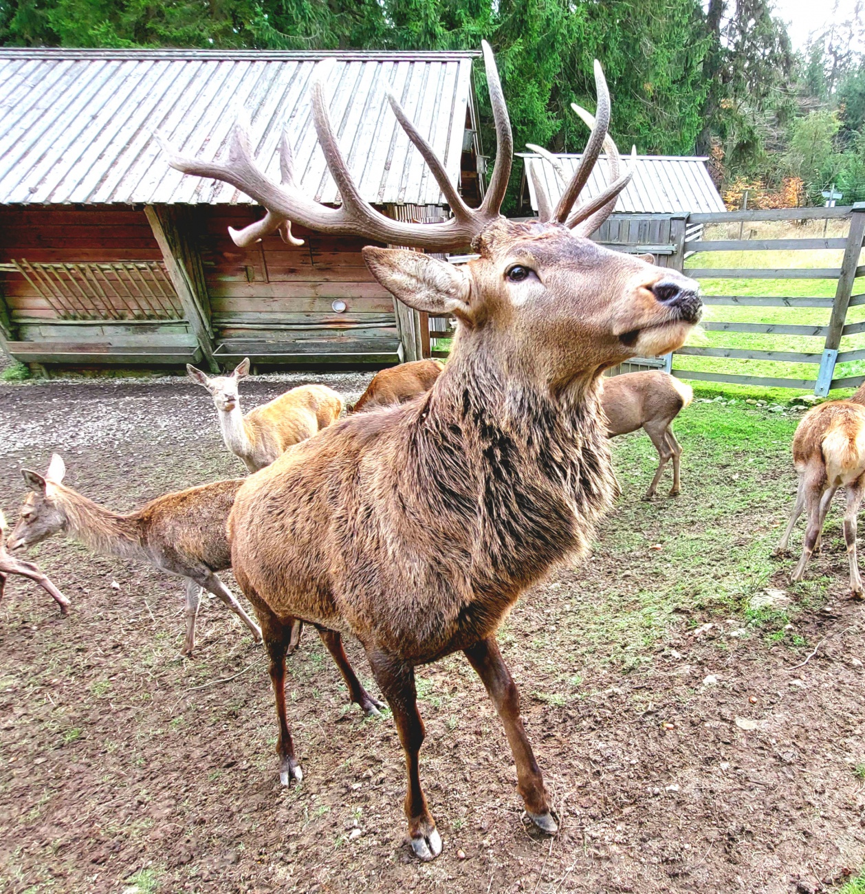 Foto: Martin Zehrer - Der Hirsch im Steinwald... 